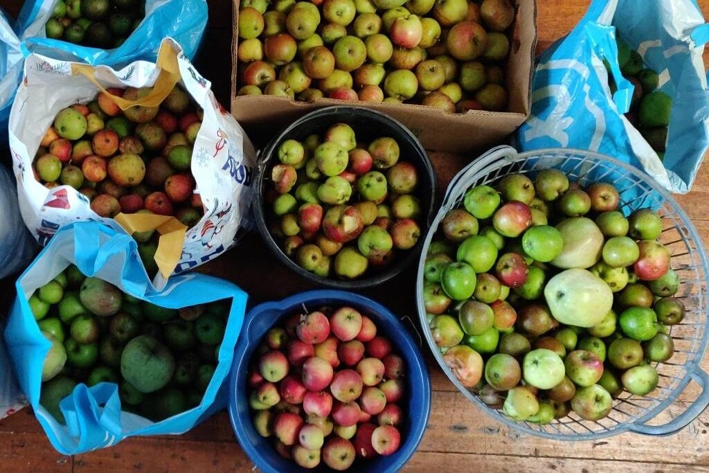 Handenvol en mandenvol: dit jaar hebben we een heerlijke oogst van onze appels.
