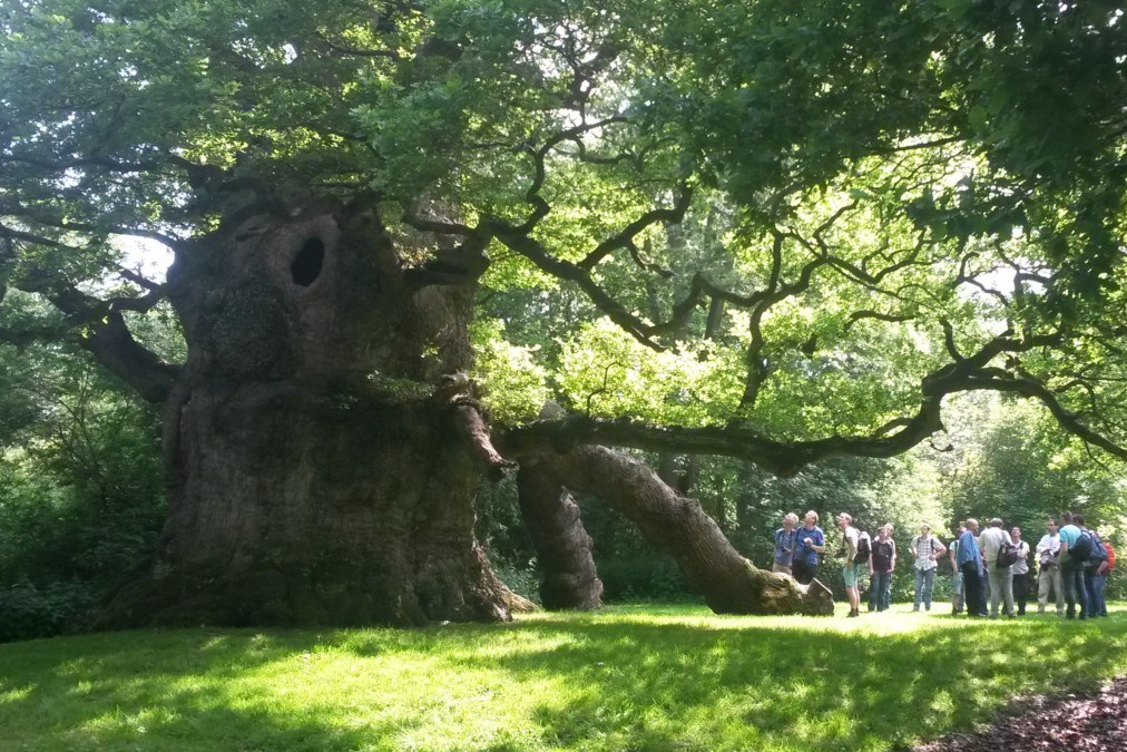 Grootste zomerlinde van Europa staat in Heede, Duitsland. Foto: bomenbieb.nl
